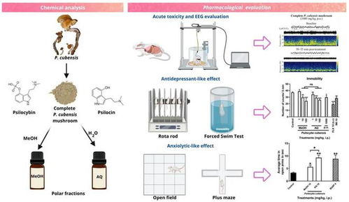 研究进展 食品营养 香气与抗焦虑的关系探讨